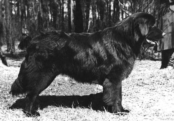 Фото: ньюфаундленд Floser Maksvell (Флосер Максвелл)