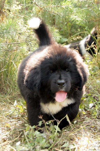 Фото: ньюфаундленд Ikona Stilya (Икона Стиля)