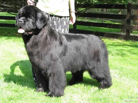 Фото: ньюфаундленд Pouch Cove Engages The Spirit