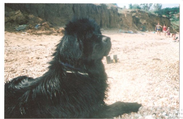 Фото: ньюфаундленд Gracioznyiy so Zvezdnogo Neba (Грациозный со Звездного Неба)