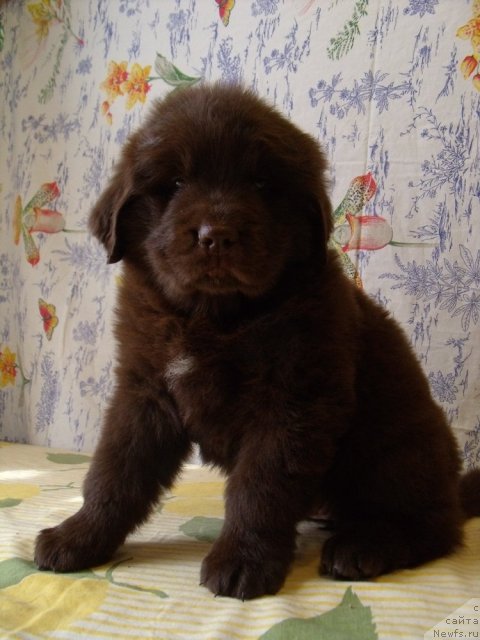 Фото: ньюфаундленд Fann'yuf Anna Barbara Iuliya (Фанньюф Анна Барбара Иулия)