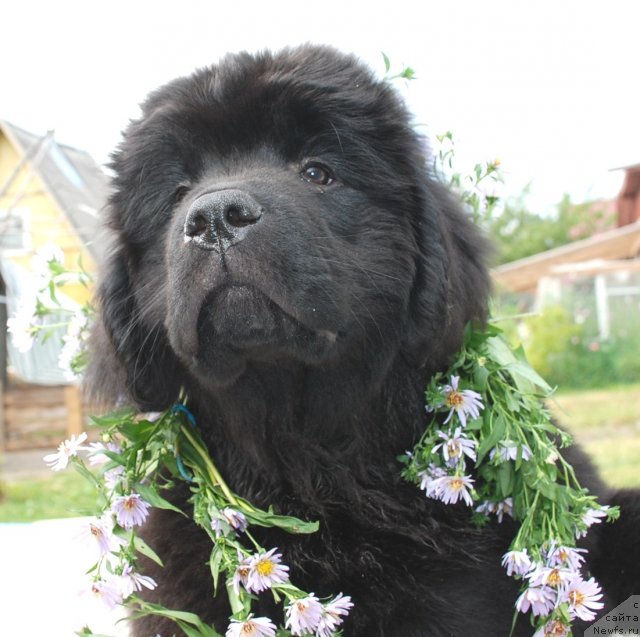 Фото: ньюфаундленд Tselogo Mira Malo iz Arkaima (Целого Мира Мало из Аркаима)