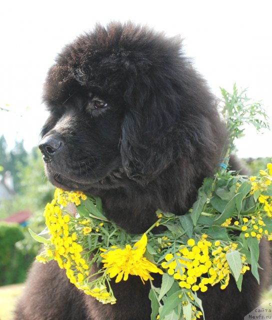 Фото: ньюфаундленд Tsinnamon Bel' Fra Sharmel iz Arkaima (Циннамон БельФра Шармэль из Аркаима)