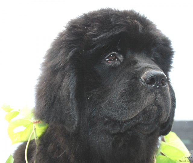 Фото: ньюфаундленд Tsentr Mirozdaniya iz Arkaima (Центр Мироздания из Аркаима)