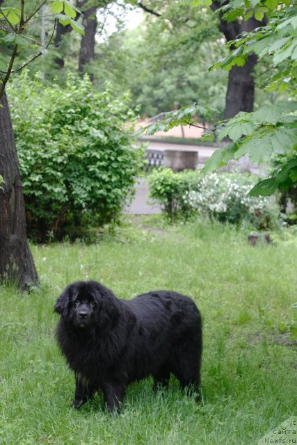 Фото: ньюфаундленд Vojdi Atlantidyi Gabbi (Вожди Атлантиды Габби)