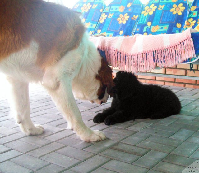 Фото: ньюфаундленд CHudnaya Krasavica (Чудная Красавица)