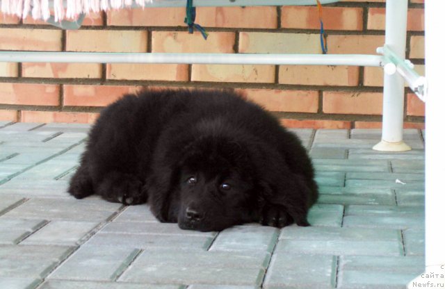 Фото: ньюфаундленд CHudnaya Krasavica (Чудная Красавица)