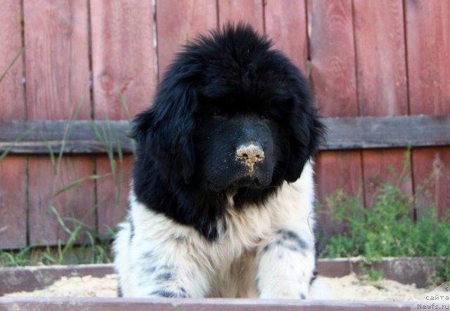 Фото: ньюфаундленд Akvian Song Zes Trib'yut tu Feshen (Аквиан Сонг Зес Трибьют ту Фешен)