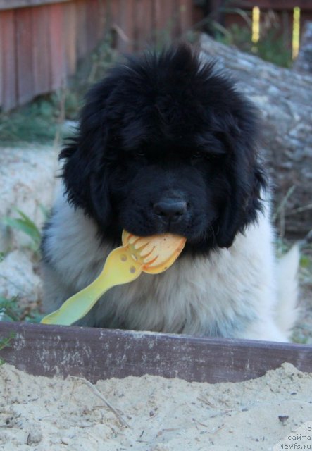 Фото: ньюфаундленд Akvian Song Zippi Panda (Аквиан Сонг Зиппи Панда)