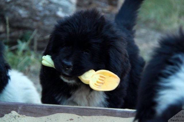 Фото: ньюфаундленд Ikona Stilya (Икона Стиля)