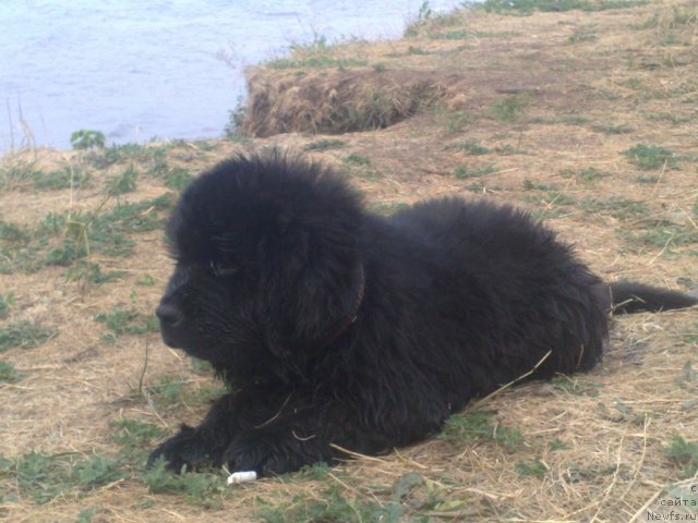 Фото: ньюфаундленд Il'ya Muromec (Илья Муромец)