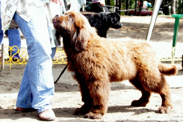 Фотография № 48555