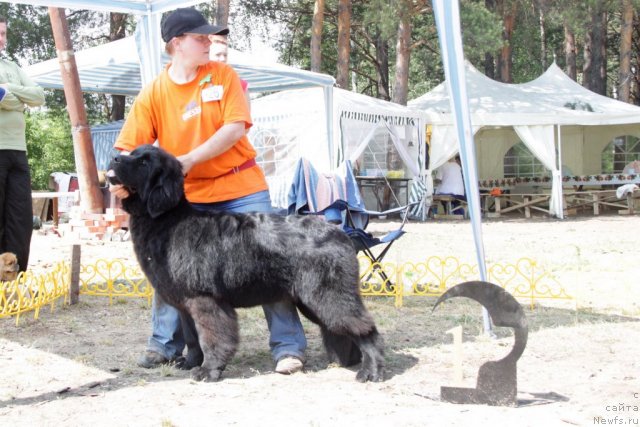 Фото: ньюфаундленд Blyek Diamond Agidel' ot Potapa Styessi (Блэк Диамонд Агидель от Потапа Стэсси)