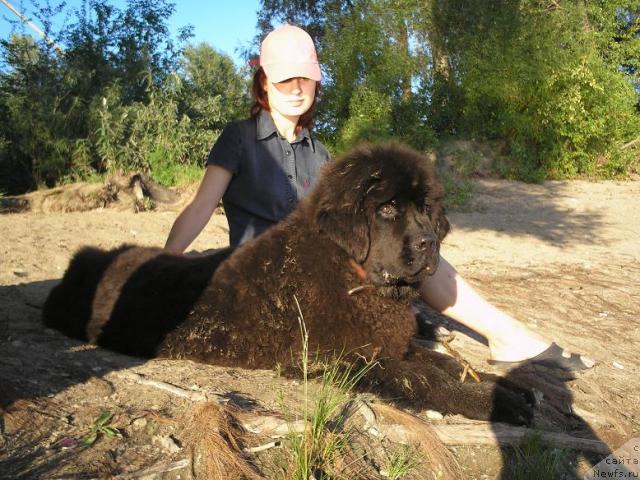 Фото: ньюфаундленд Otvajnyiy Ryicar' ot Sibirskogo Medvedya (Отважный Рыцарь от Сибирского Медведя)