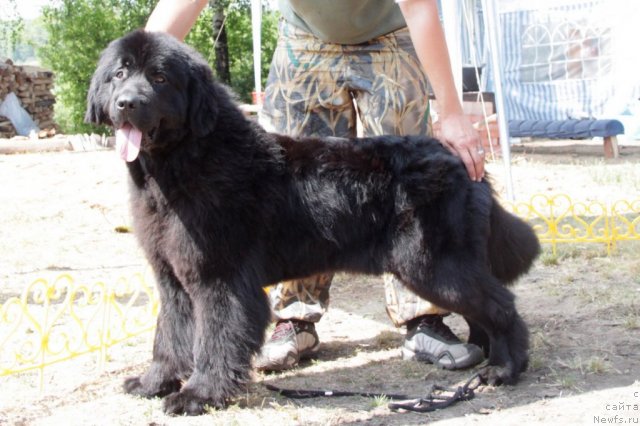 Фото: ньюфаундленд Londonskiy Dendi (Лондонский Денди)