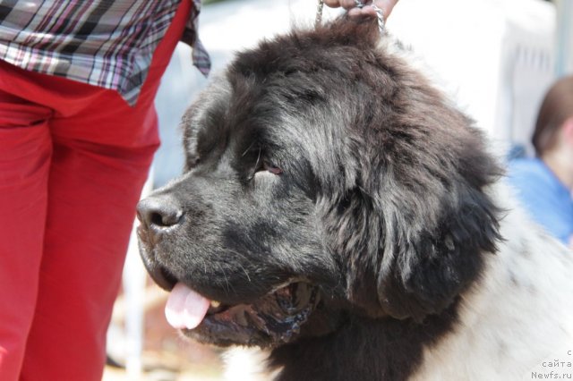 Фото: ньюфаундленд Kiper Soul Jemchujnyiy Korol' (Кипер Соул Жемчужный Король)