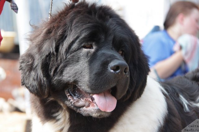 Фото: ньюфаундленд Kiper Soul Jemchujnyiy Korol' (Кипер Соул Жемчужный Король)