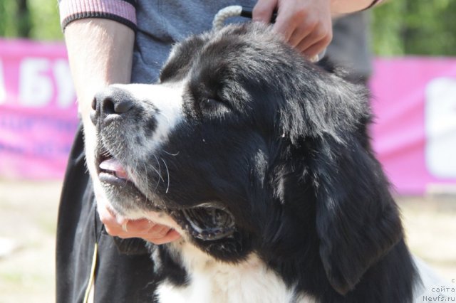 Фото: ньюфаундленд Lord Luxemburg Ayular iz Tihogo Omuta (Лорд Люксембург Аюлар из Тихого Омута)