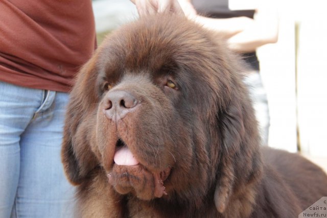 Фото: ньюфаундленд Komandor iz Medvej'ego YAra (Командор из Медвежьего Яра)