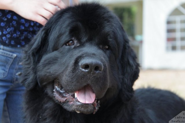 Фото: ньюфаундленд Mag Ispolin Kopperfil'd (Маг Исполин Копперфильд)