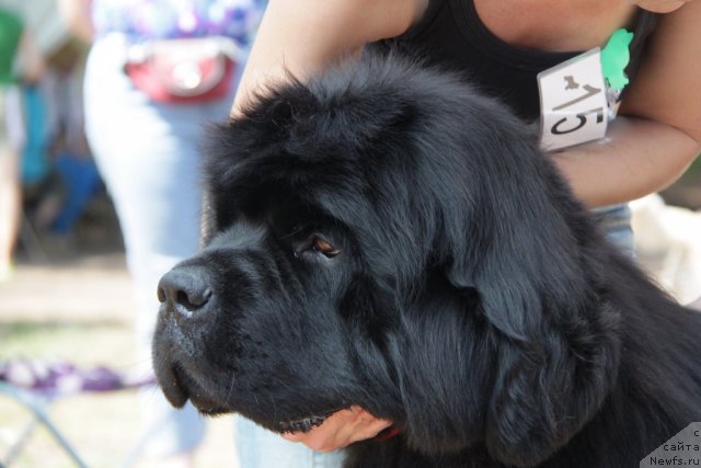 Фотография № 48583