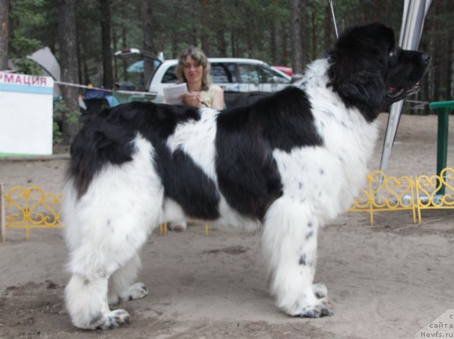 Фото: ньюфаундленд Vesnushka na Shastie (Веснушка на Счастье)