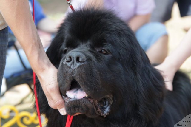 Фото: ньюфаундленд Super Premium Vashington (Супер Премиум Вашингтон)