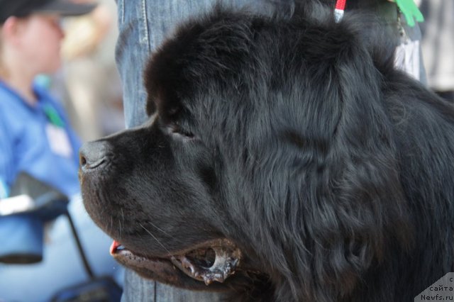 Фото: ньюфаундленд Super Premium Vashington (Супер Премиум Вашингтон)