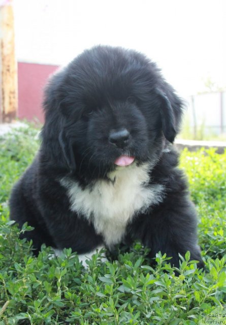 Фото: ньюфаундленд Ikona Stilya (Икона Стиля)