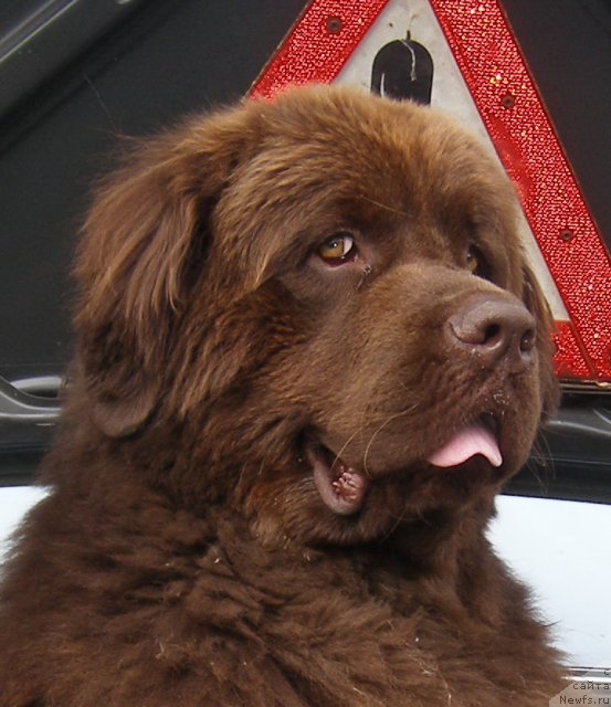 Фото: ньюфаундленд Nazar Byvaly (Назар Бывалый)