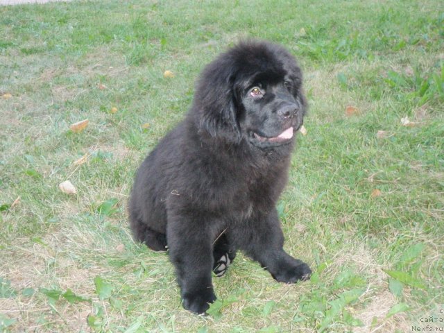 Фото: ньюфаундленд Tsentr Mirozdaniya iz Arkaima (Центр Мироздания из Аркаима)