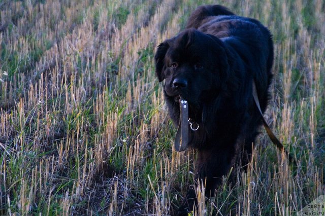 Фото: Гастон де Фуа