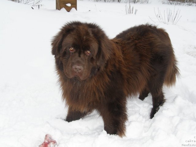 Фото: ньюфаундленд Nazar Byvaly (Назар Бывалый)