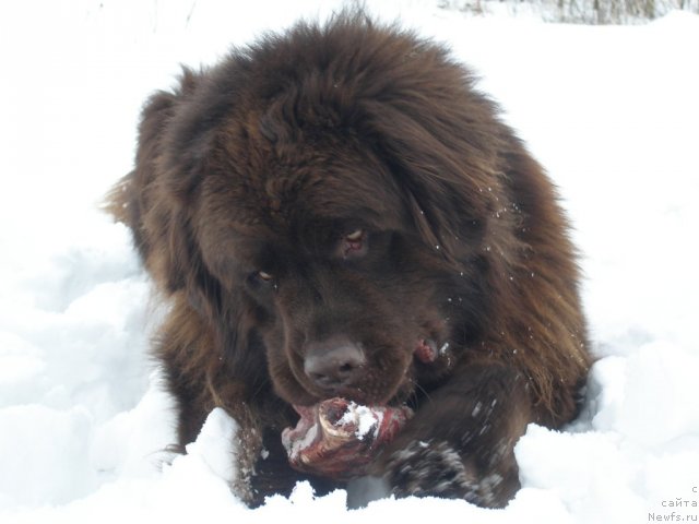 Фото: ньюфаундленд Nazar Byvaly (Назар Бывалый)