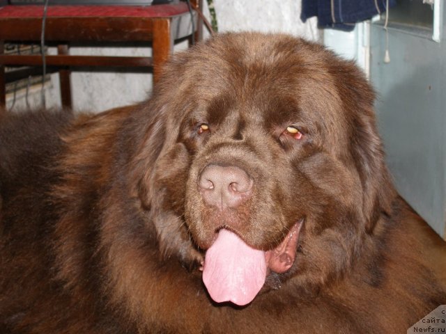 Фото: ньюфаундленд Nazar Byvaly (Назар Бывалый)