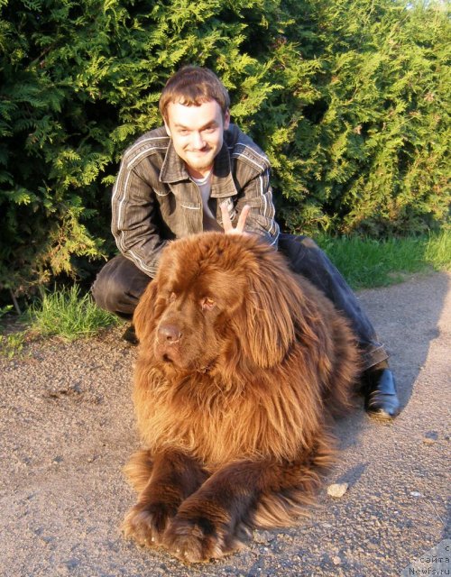 Фото: ньюфаундленд Nazar Byvaly (Назар Бывалый)