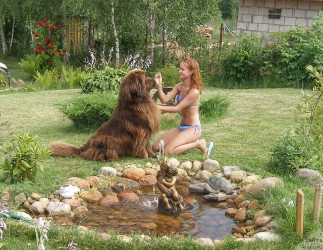 Фото: ньюфаундленд Nazar Byvaly (Назар Бывалый)