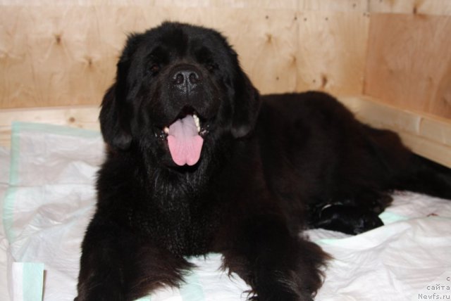 Фото: ньюфаундленд Sladkaya Moya ot Sibirskogo Medvedya (Сладкая Моя от Сибирского Медведя)