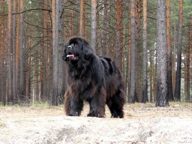 Фото: ньюфаундленд Rafayella Brillians CHernaya Jemchujina (Рафаэлла Бриллианс Черная Жемчужина)