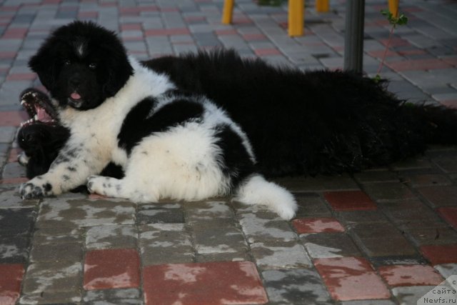 Фото: ньюфаундленд Akvian Song Zero Graviti (Аквиан Сонг Зеро Гравити), ньюфаундленд Gimenej Golden Star