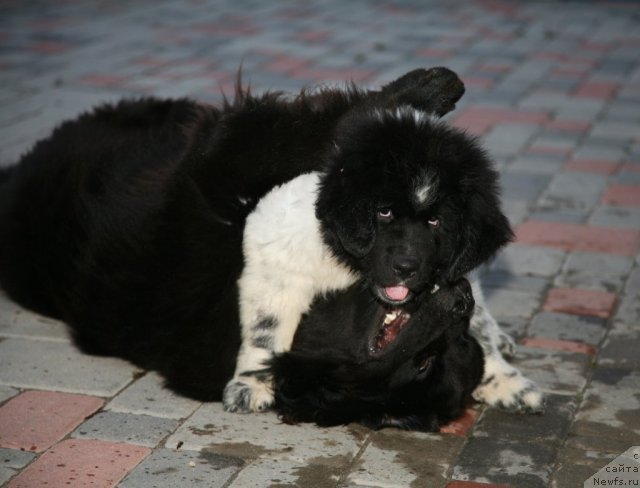 Фотография № 48647