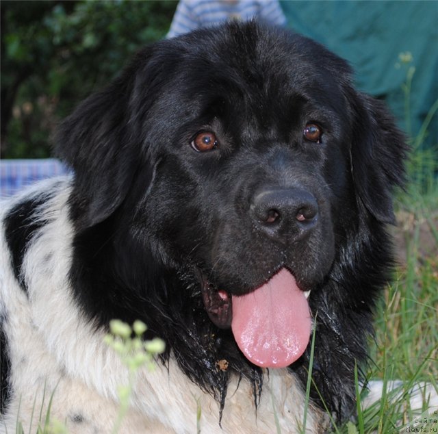 Фото: ньюфаундленд Kiper Soul Jemchujina Belaya (Кипер Соул Жемчужина Белая)