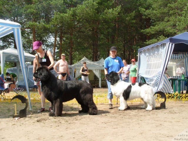 Фото: ньюфаундленд Ivan Tsarevich iz Tihogo Omuta (Иван Царевич из Тихого Омута), ньюфаундленд Super Bizon Baton (Супер Бизон Батон)