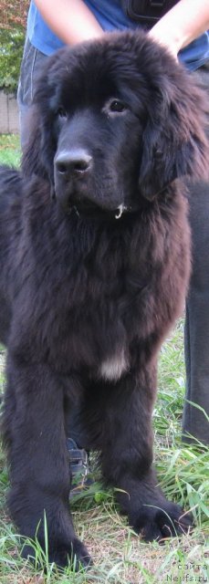 Фото: Щенок Мэджи и Зорро