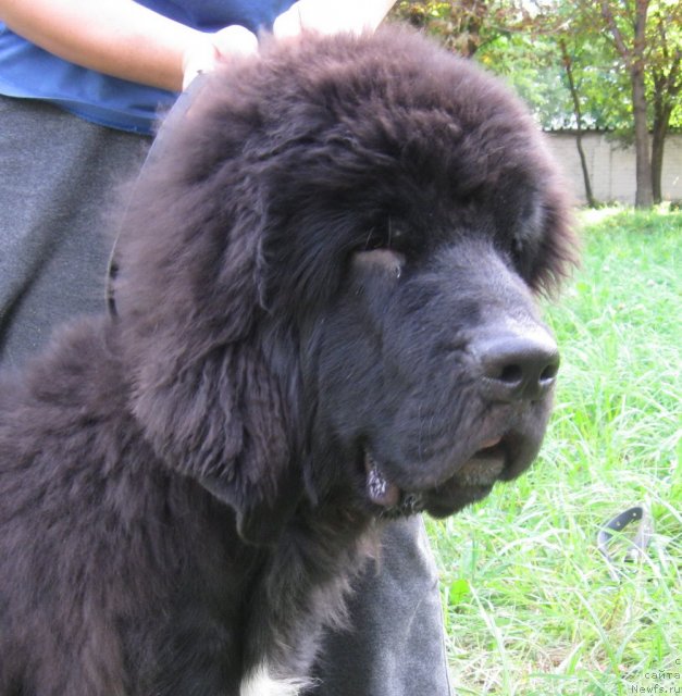 Фото: Щенок Мэджи и Зорро