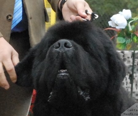 Фотография № 48687