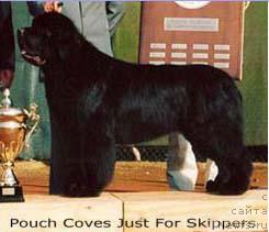 Фото: ньюфаундленд Pouch Cove's Just for Skippers