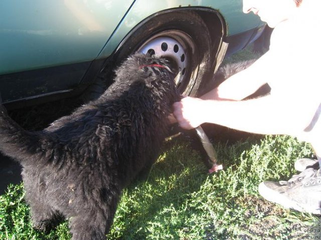 Фото: ньюфаундленд Arabeska Nays Popuri (Арабеска Найс Попури)