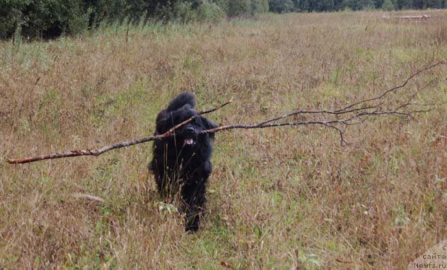 Фотография № 48739