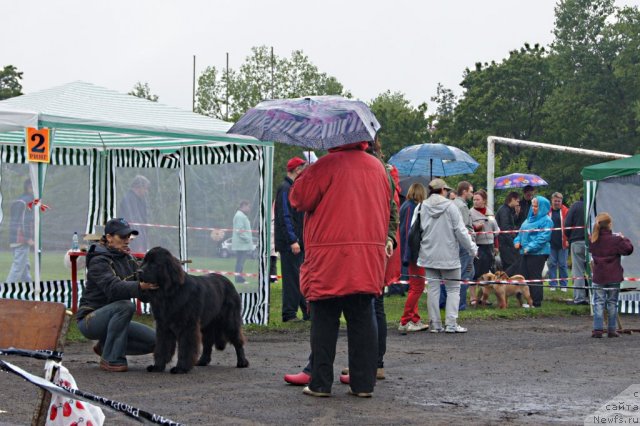 Фото: ньюфаундленд Sent Djons Ulrika (Сент Джонс Ульрика)